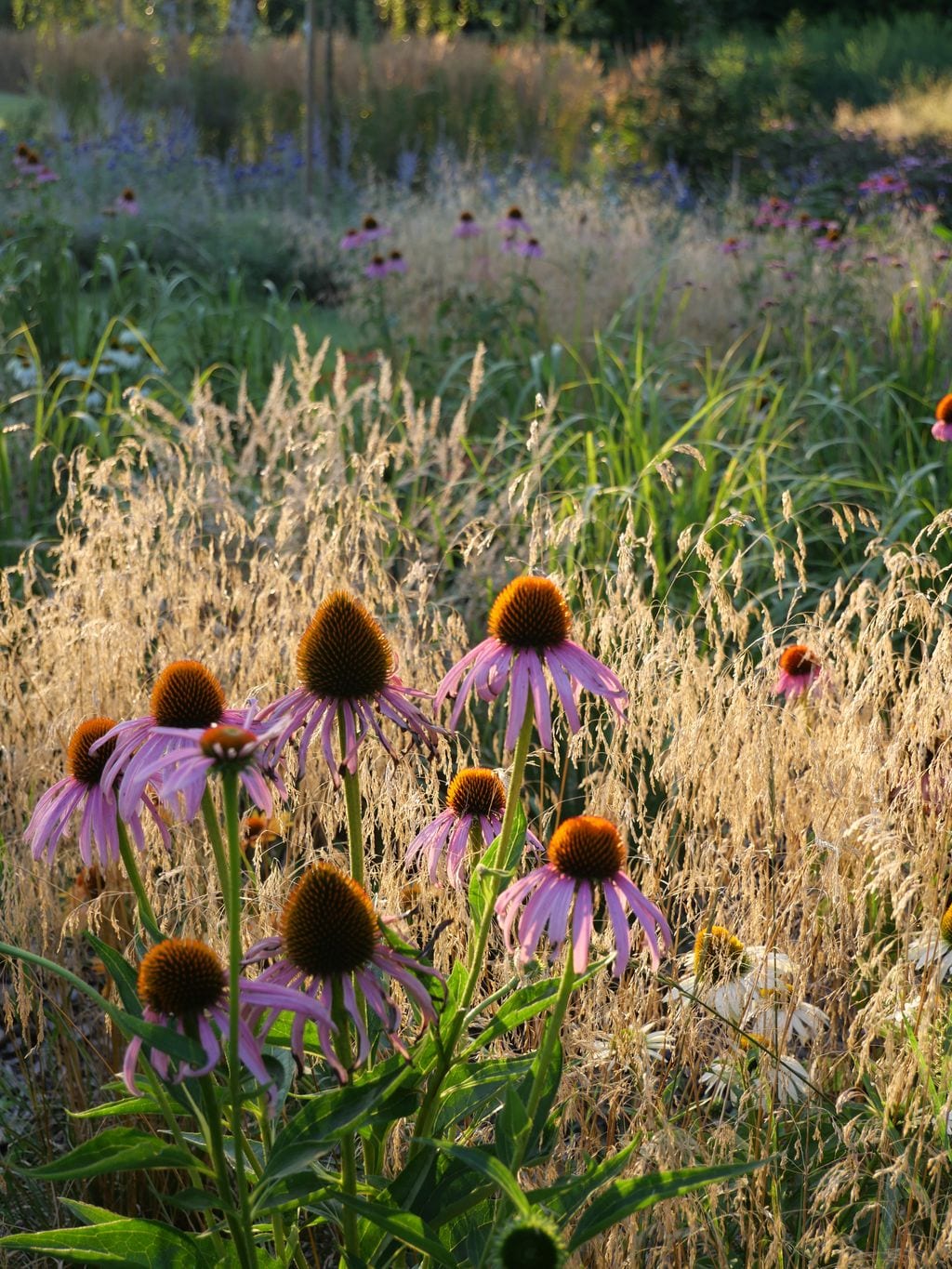 Rabata bylinowo-trawiasta.
