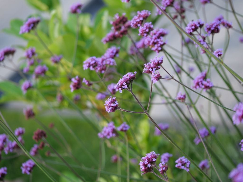Zbliżenie na werbenę patagońską