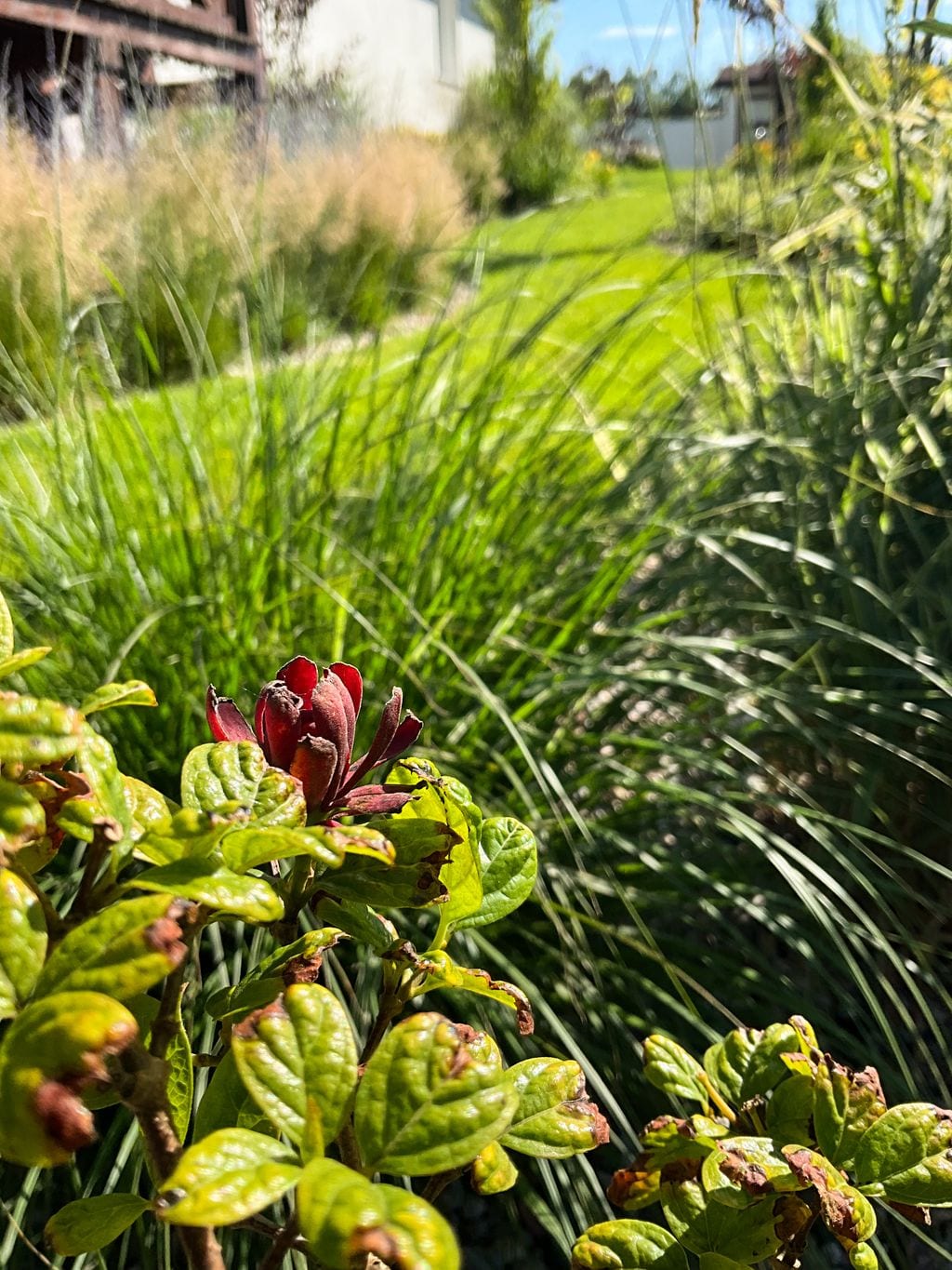 Kielichowiec wonny. Z tyłu trawnik i rabaty trawiaste.