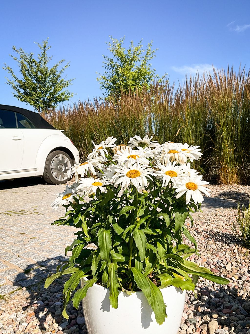 Donica ze złocieniami, w tle trzcinniki ostrokwiatowe.