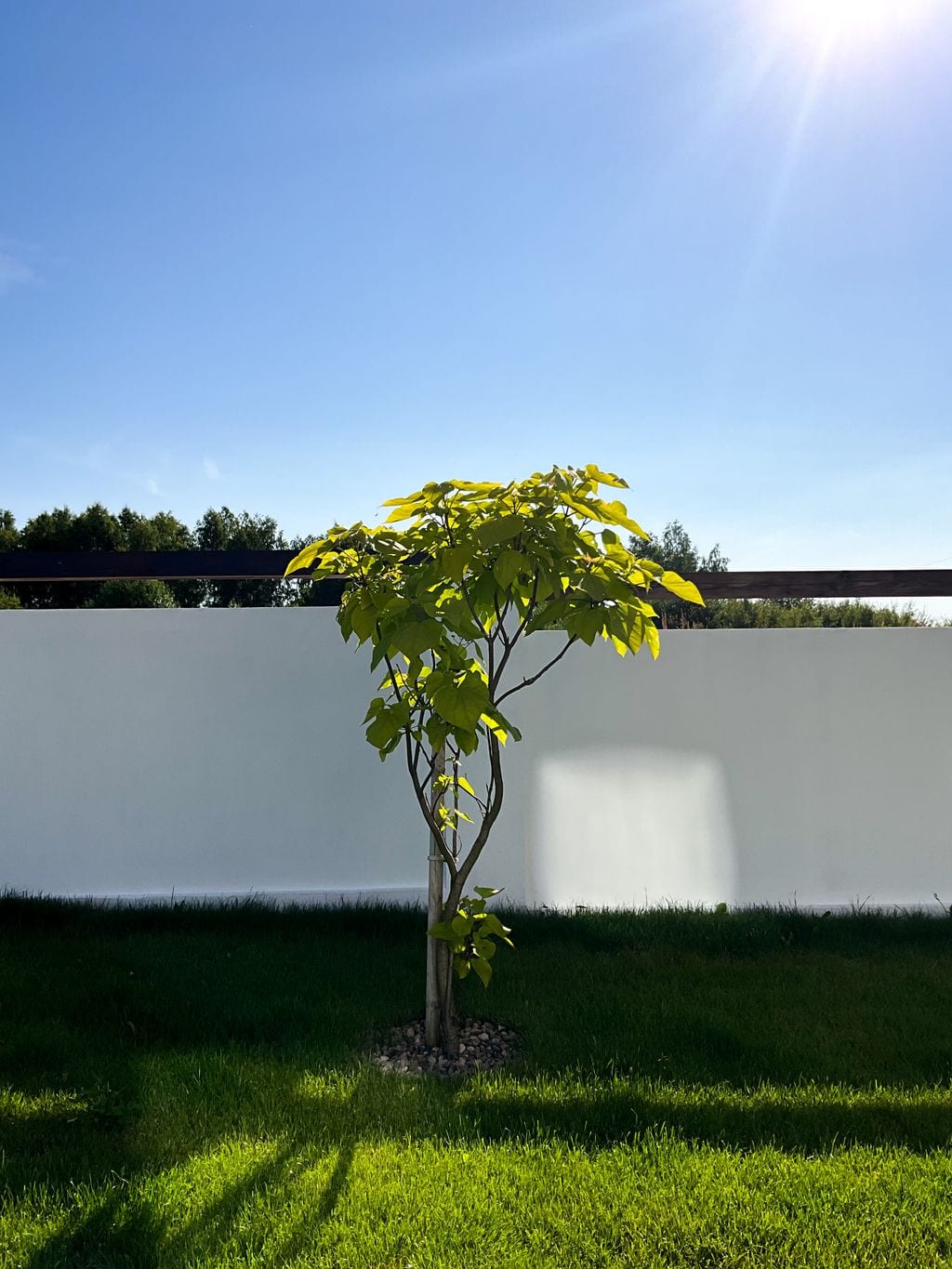 Katalpa na tle białego ogrodzenia