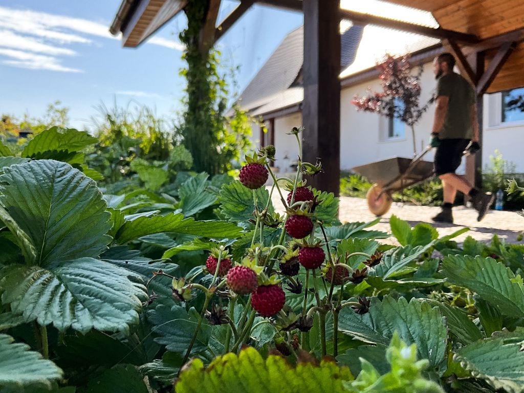 Poziomki rosnące przy garażu.