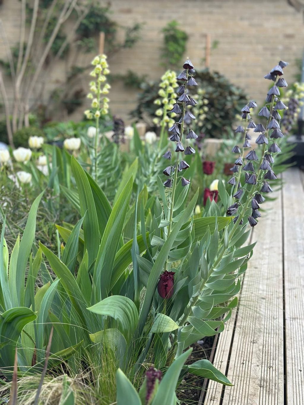 Wiosenna rabata w sąsiedztwie tarasu. Szachownica perska i tulipany.