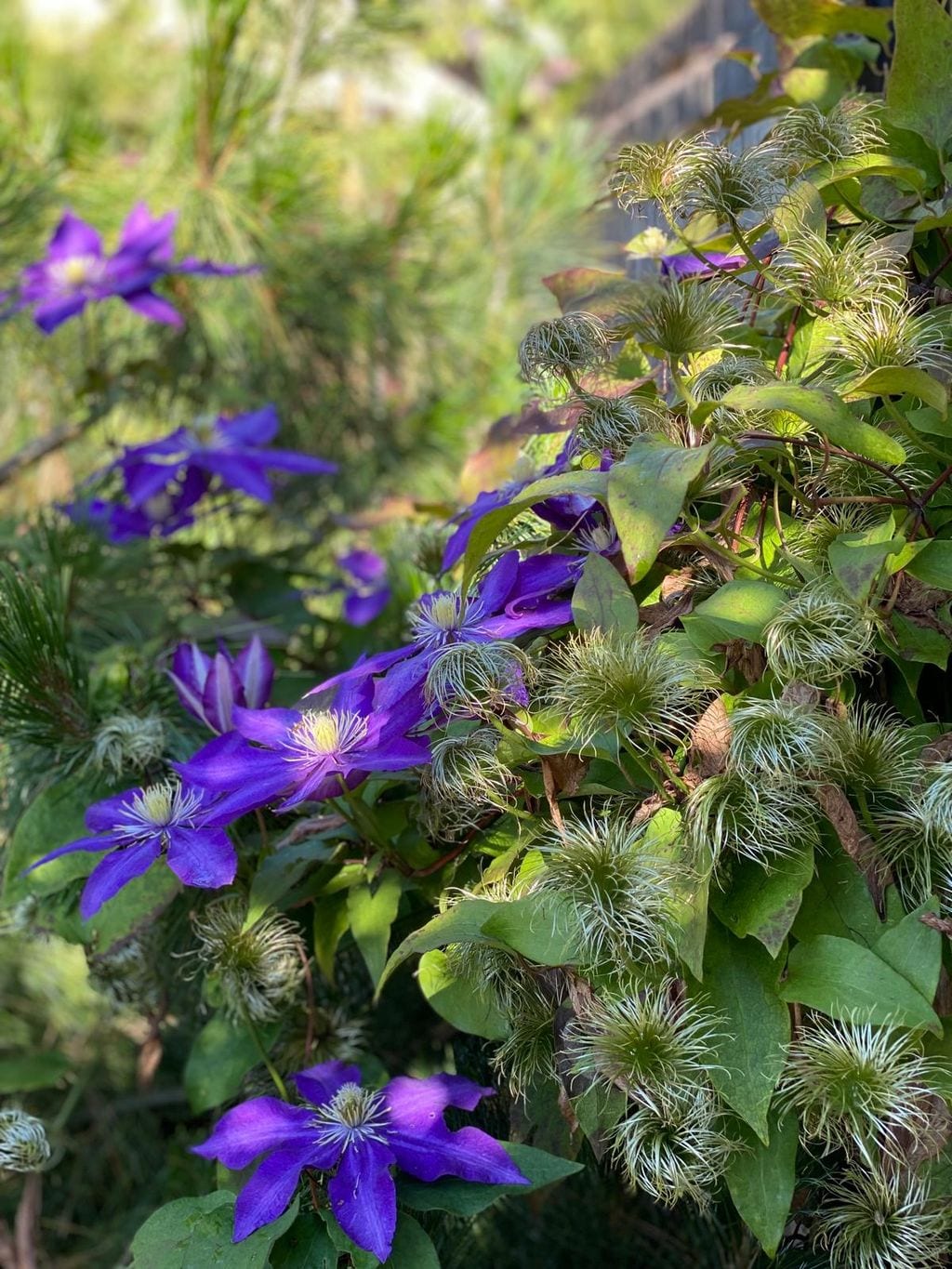 Zbliżenie na clematis