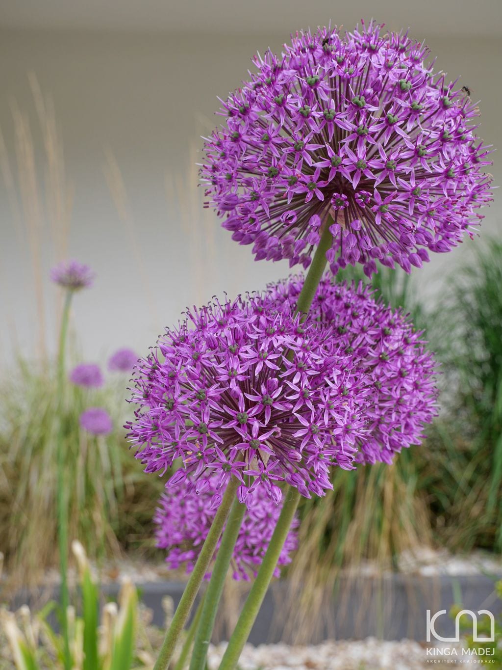 Zbliżenie na kwiatostan czosnku ozdobnego w kolorze różowym