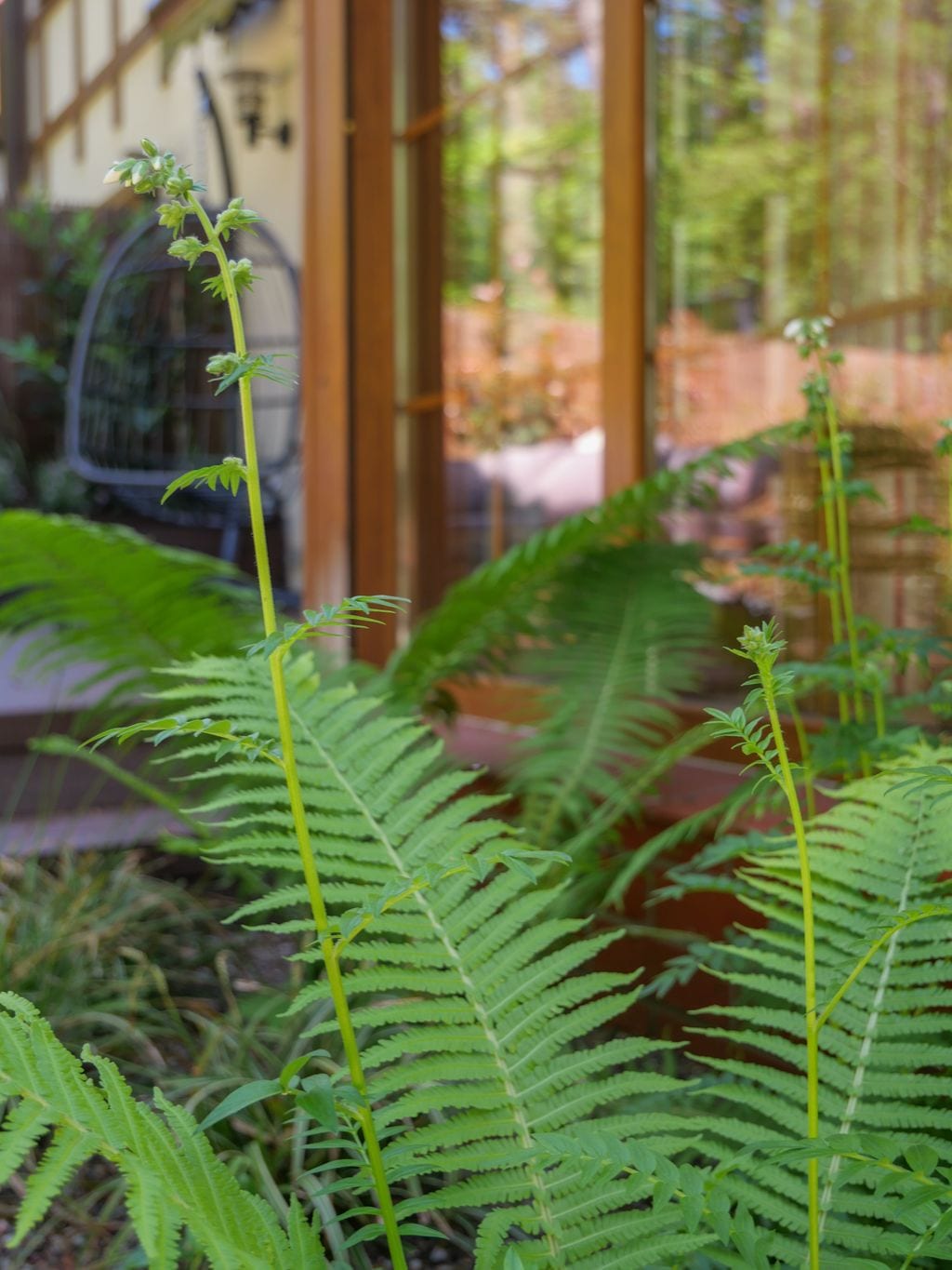 Zbliżenie na pióropusznik strusi