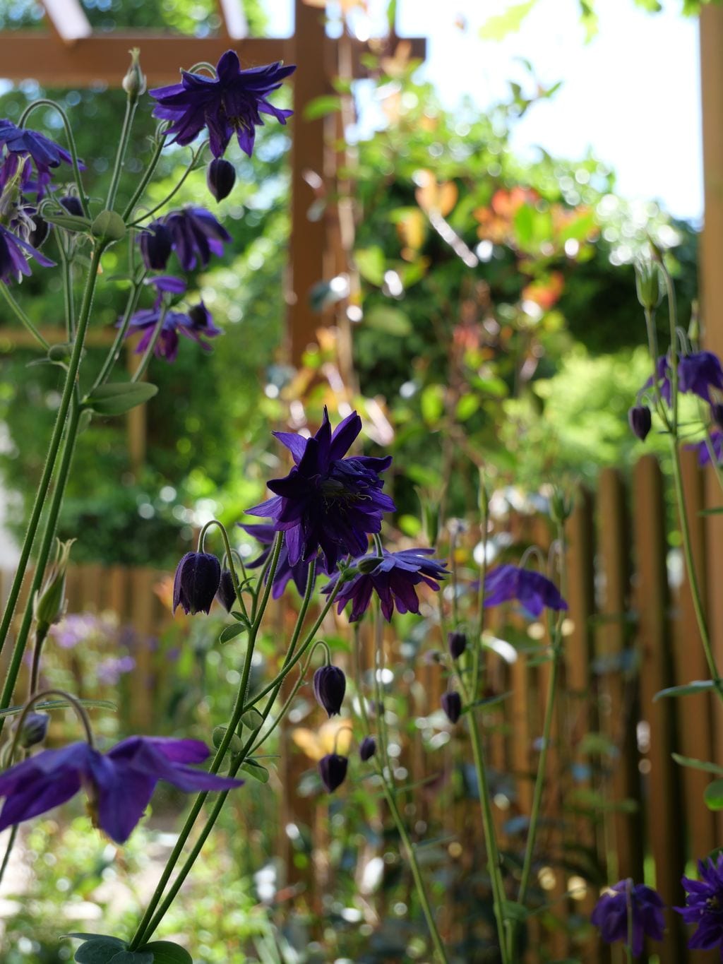 Zbliżenie na orliki