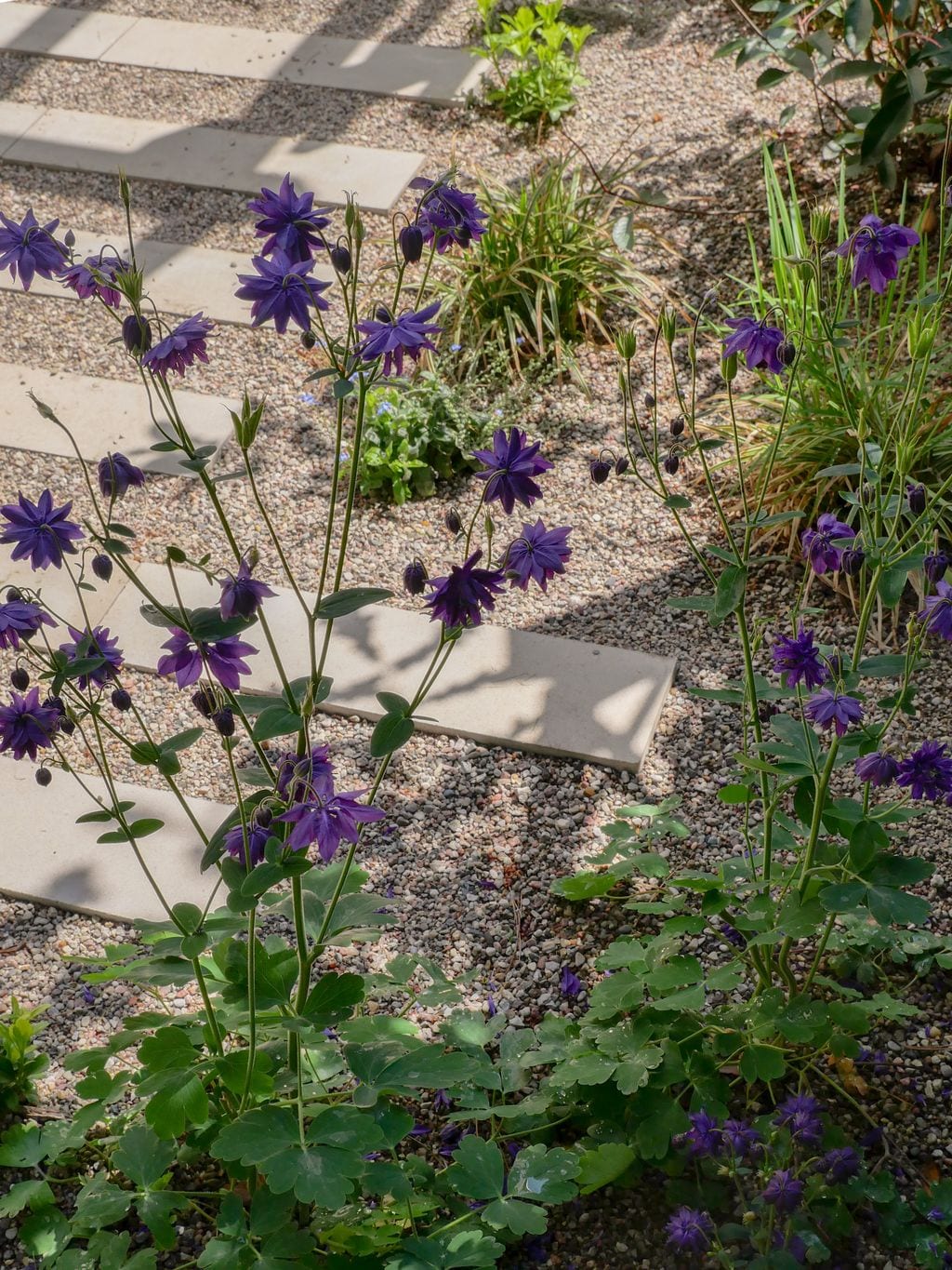 Orliki przy nieregularnej ścieżce