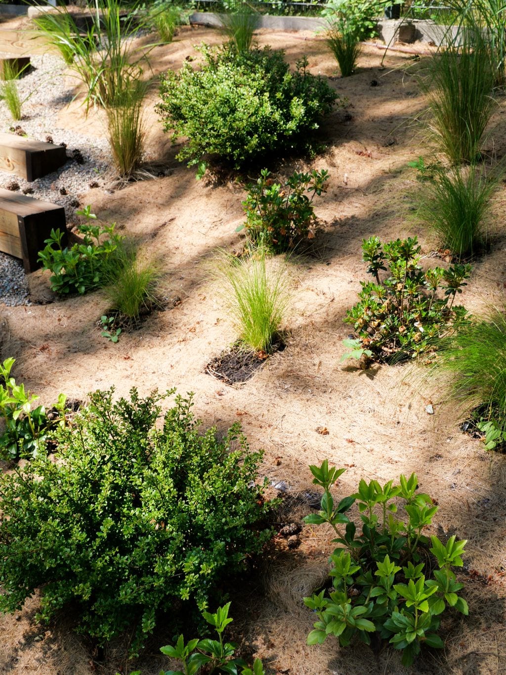 NAsadzenia na skarpie. Azalie, ostrokrzewy bukszpanowe, runianka, stipy.